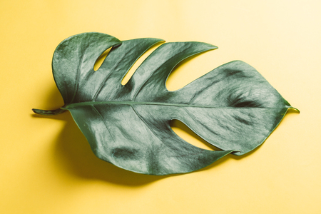 Monstera leave on color background with copy spaceの写真素材