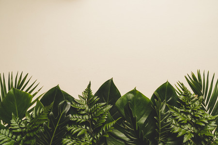Tropical palm leaves on color background with copy spaceの写真素材