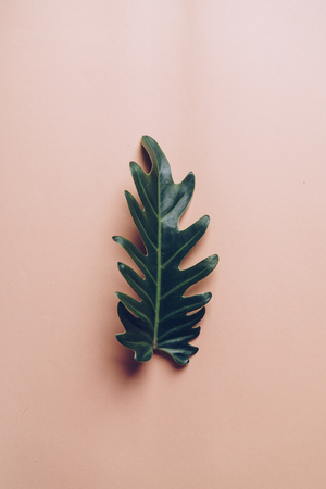Monstera leave on color background with copy spaceの写真素材