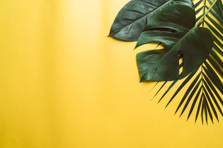 Tropical palm leaves on color background with copy space