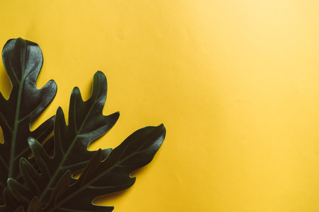 Monstera leave on color background with copy spaceの写真素材