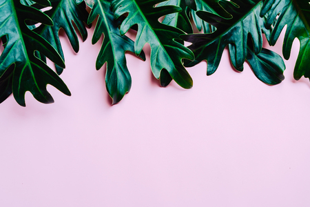 Monstera leave on color background with copy spaceの写真素材