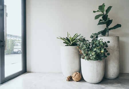 A large clay pot with a green plant for decoration in buildingの写真素材