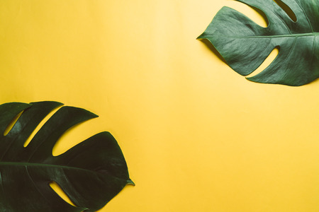 Monstera leave on color background with copy spaceの写真素材