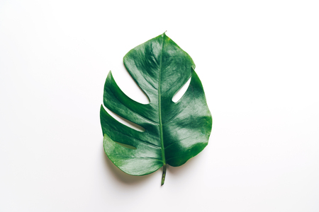 Monstera leave on color background with copy spaceの写真素材