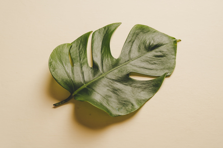 Monstera leave on color background with copy spaceの写真素材
