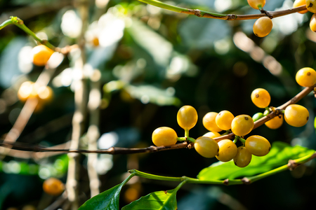 fresh coffee beans on treeの写真素材