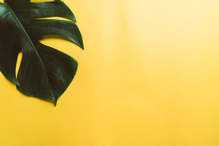Monstera leave on color background with copy spaceの写真素材