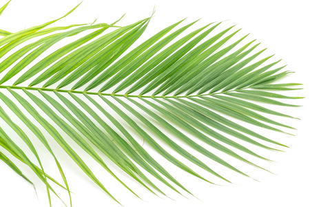 tropical palm leaves isolated on white background