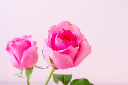 pink rose in vase on wood background with copy spaceの写真素材