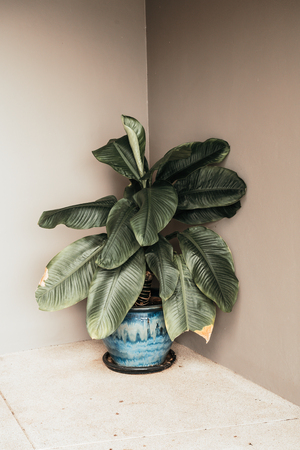 beautiful plant in pot with empty wall decoration in buildingの写真素材