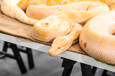 Golden Python in a zooの写真素材