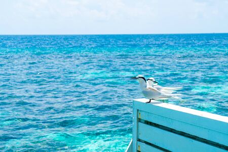 white birds with ocean and sea background in Maldives