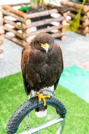 Beautiful Hawk in a zooの写真素材