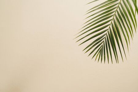 Tropical palm leaves on color background with copy spaceの写真素材