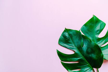 Monstera leave on color background with copy spaceの写真素材