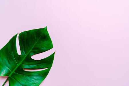 Monstera leave on color background with copy spaceの写真素材