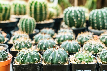 Beautiful cactus set in potの写真素材