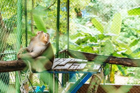 Cute monkey sitting in cage on farmの写真素材