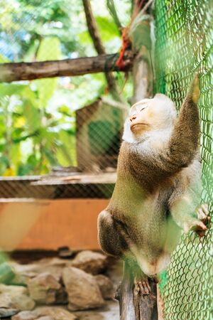 Cute monkey sitting in cage on farm