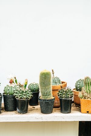 beautiful cactus set in potの写真素材