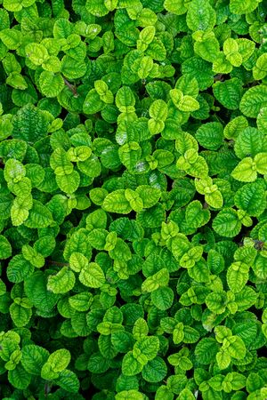 peppermint tree surface texture  for background