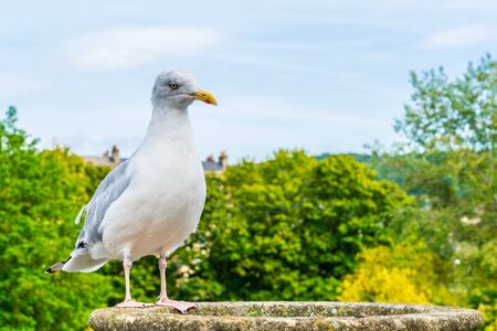 white bird with tree. and sky backgroundの写真素材