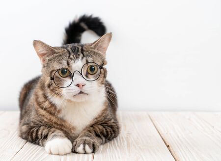 cute grey cat with glasses on wood backgroundの写真素材