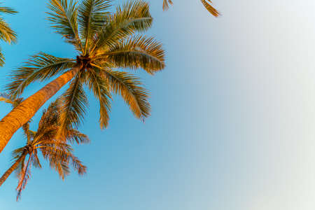 beautiful coconut palm tree with blue skyの写真素材