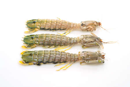 fresh mantis shrimp isolated on white background