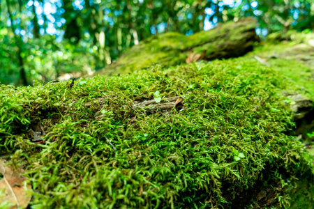 close-up green moss on tree in the forestの写真素材