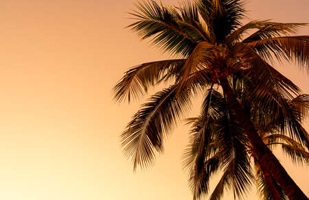 coconut palm tree with empty sky and copy spaceの写真素材