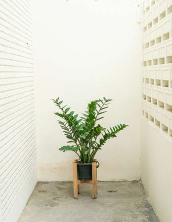 Zanzibar gem, aroid palm or arum fern in potの写真素材
