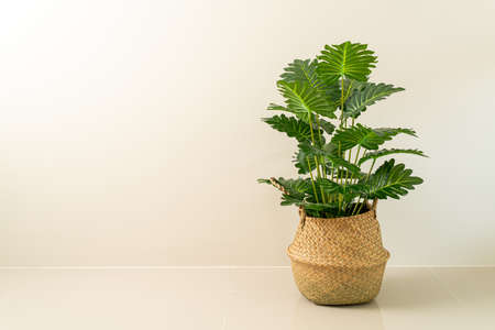 Philodendron xanadu croat in wicker basket pot with wallの写真素材