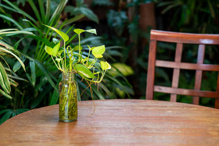 tropical Epipremnum aureum plant in glass bottle decoration on wood tableの写真素材