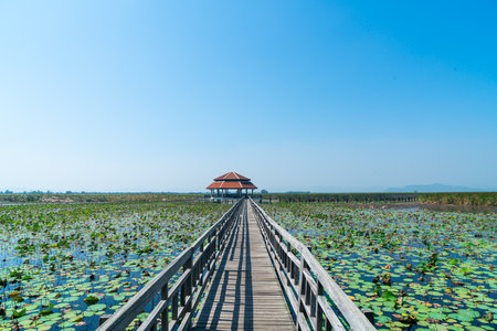 beautiful wood walk way at Sam Roi Yot Freshwater Marsh or Bueng Bua Khao Sam Roi Yot National Park in Thailandの写真素材