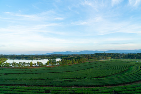 tea or green tea plantation on mountain in morning