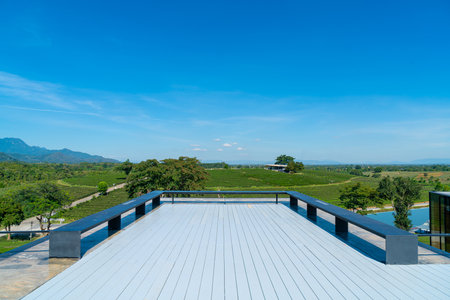 tea or green tea plantation on mountain with blue sky