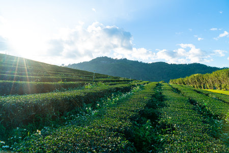 tea plantation and green tea plantation on mountain hillの写真素材
