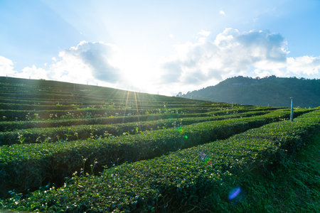 tea plantation and green tea plantation on mountain hillの写真素材