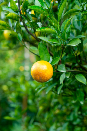 fresh tangerine orange on tree in orange gardenの写真素材