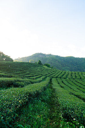 tea plantation and green tea plantation on mountain hillの写真素材