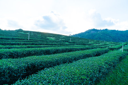 tea plantation and green tea plantation on mountain hillの写真素材