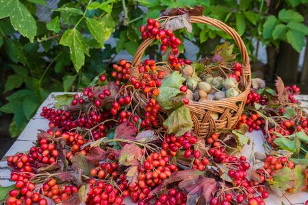 Autumn still life, harvest basketの写真素材