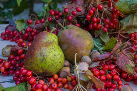 Autumn still life, harvest basketの写真素材