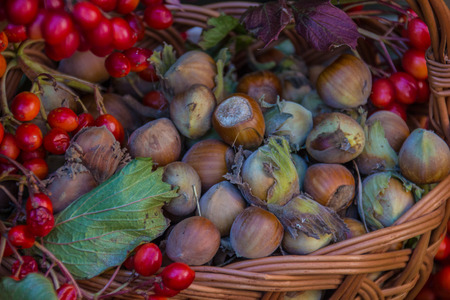 Autumn still life, harvest basket