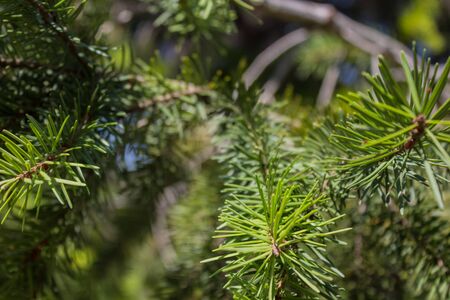 Fir tree branches in the  park, summer.