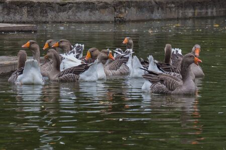 Domestic geese by the pond on a cloudy morning.の写真素材