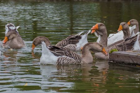 Domestic geese by the pond on a cloudy morning.の写真素材