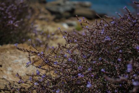Mediterranean herbs on the seashore. Protaras, Cyprus.の写真素材